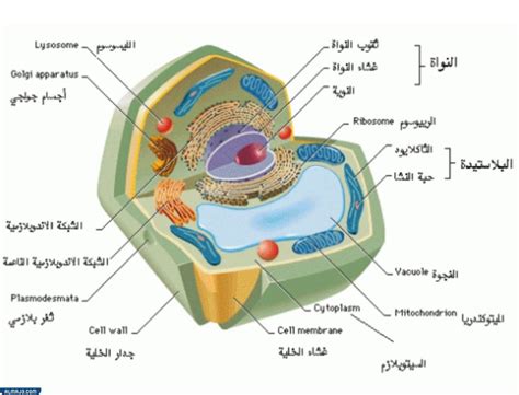 تختلف الخلية النباتية عن الخلية الحيوانية في وجود